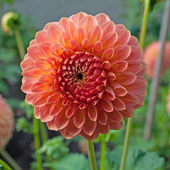 Dahlie
