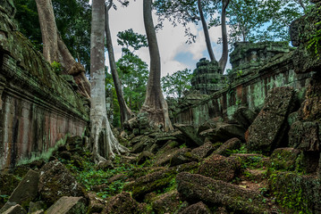 tree "spung" between two temples or prasat of laterite in ruins in the archaeological ta prohm place in siam reap, cambodia