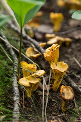 yellow mushroom chanterelles on ground in forest