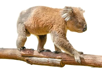 Photo sur Plexiglas Koala Koala sur branche