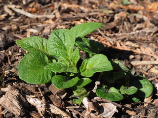 Jungpflanze Kartoffeln