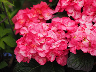 Hortensie  im Sonnenschein 