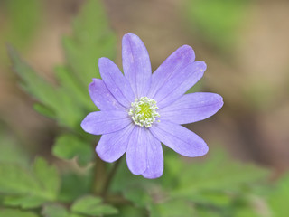 Fototapeta premium キクザキイチゲ