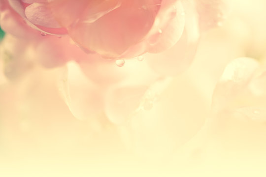Fototapeta sweet color roses in soft color and blur style