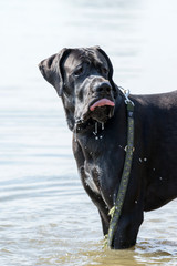 Great Dane dog is standing in the water