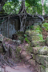 ficus on laterite wall in the archaeological ta prohm place in siam reap, cambodia
