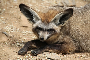 Bat-eared fox (Otocyon megalotis).