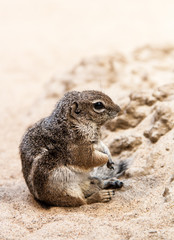 small ground squirrel sit at sand