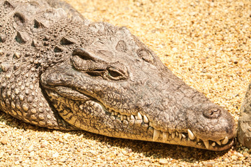 head big brown crockodile on yellow sand