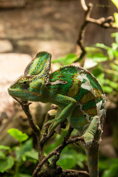 portret green chameleon on the plante