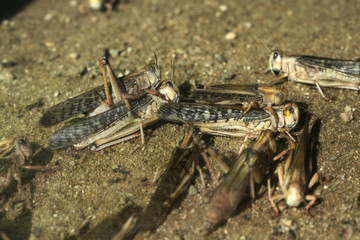 Desert locust (Schistocerca gregaria).