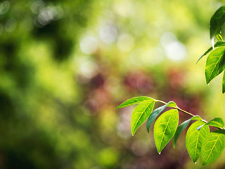 Sommerlicher Blätterhintergrund