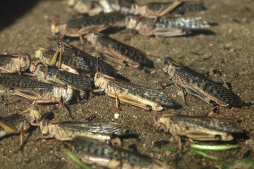 Desert locust (Schistocerca gregaria). - obrazy, fototapety, plakaty