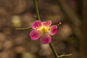 plum flower Ume or pink plum flower in sunlight shade Thailand
