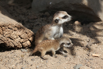 Fototapeta premium Meerkat (Suricata suricatta)
