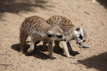 Meerkat (Suricata suricatta)