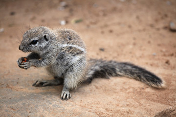 Cape ground squirrel (Xerus inauris).