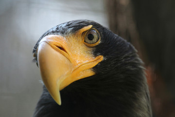 Steller's sea eagle (Haliaeetus pelagicus).