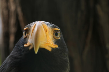 Steller's sea eagle (Haliaeetus pelagicus).