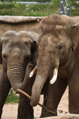 Fototapeta na wymiar Indian elephants (Elephas maximus indicus)