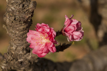 plum flower Ume or pink plum flower in sunlight shade Thailand