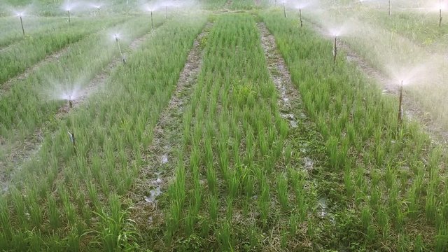 onion farm with water sprinkler
