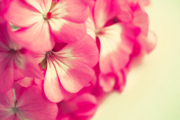 Fototapeta na wymiar pink flower, instagram look