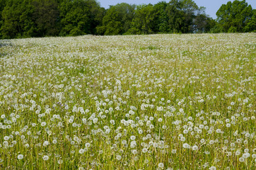 Pusteblumenwiese