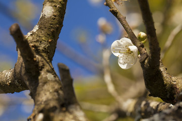 white cherry blossom White flower of Cherry Blossom or plum apple tree
