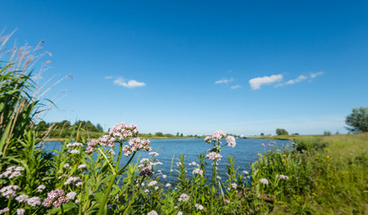 Budding and flowering Valerian plants