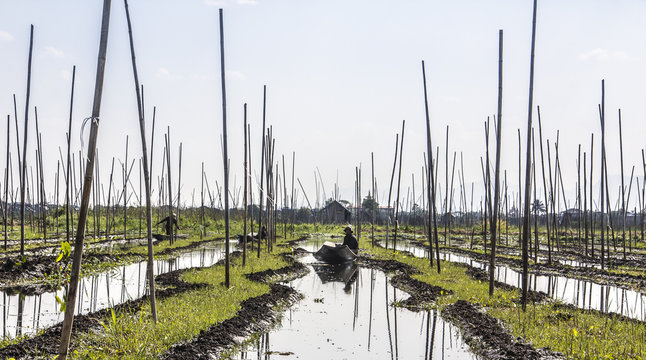 working in the floating gardens