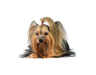 yorkshire terrier isolated on white