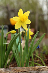 Naklejka premium Bud