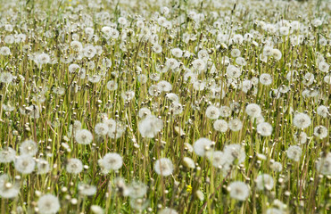 Pusteblumenwiese © Heiko Hölperl