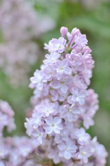 Syringa lilac flowers close up