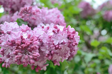 Obraz premium Syringa lilac flowers close up