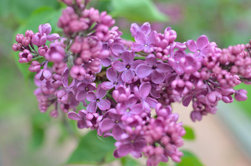 Syringa lilac flowers close up