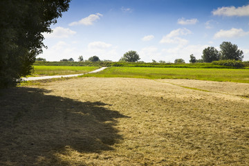 Typical Tuscan countryside (Italy)