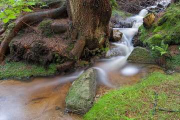 Leśny strumyk © Patryk Michalski