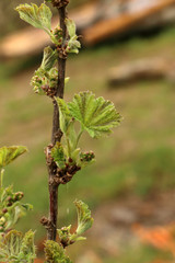 currant