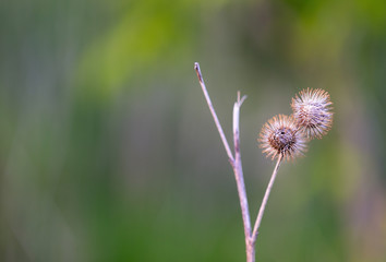 Two dry burrs