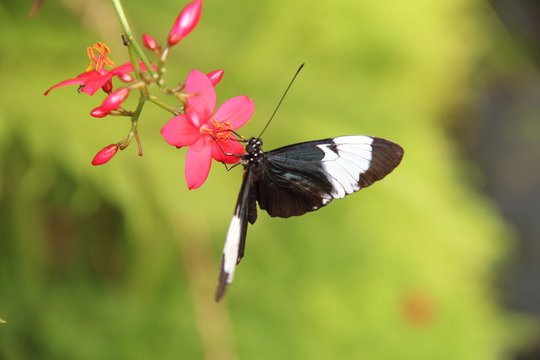 butterfly