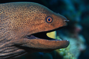 Giant moray 
