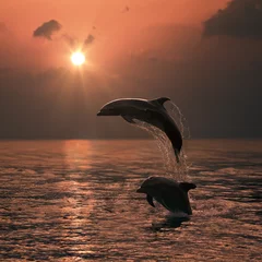 Wall murals Dolphin Bright orange sunset at the ocean and two beautiful dolphins leaping out of water