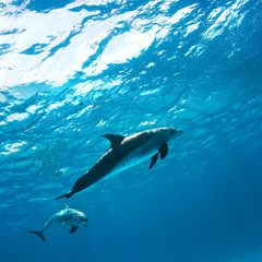 Two dolphins underwater in blue sea under water surface