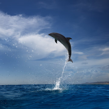 Яркий день с синим небом. Открытое море дельфин выпрыгивает из воды поднимая брызги
