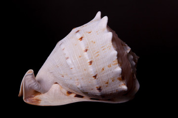 sea shell on black