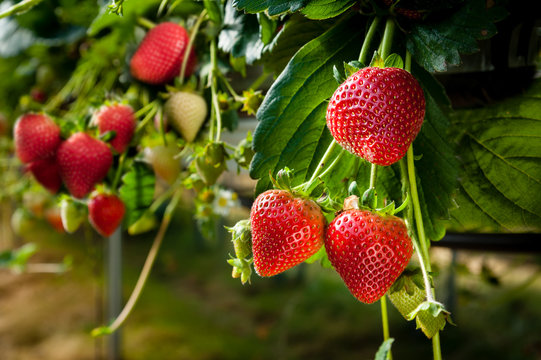 Ripe strawberries.