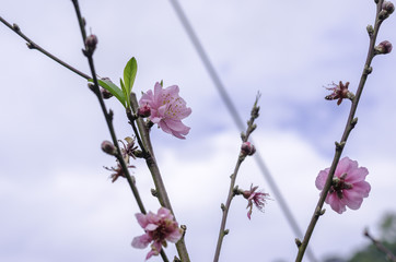 beautiful flowers on a tree in spring