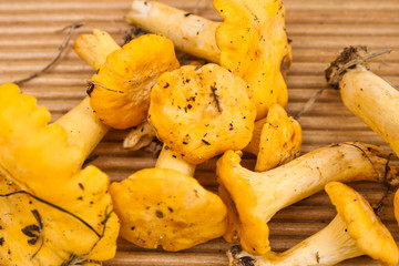 fresh mushrooms chanterelle on wood